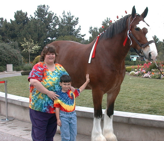 Clydesdale