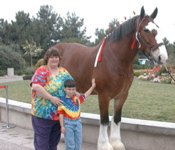 Clydesdale